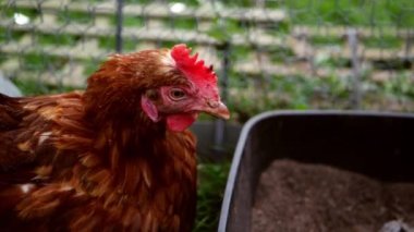 Çiftlik avlusunda dinlenen tavuklar yavaş çekimde uzaklaşarak seçici bir odak noktası oluştururlar.