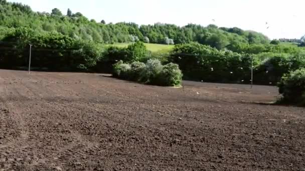 Птицы Плавают Борозде Почвы Английской Сельской Местности — стоковое видео