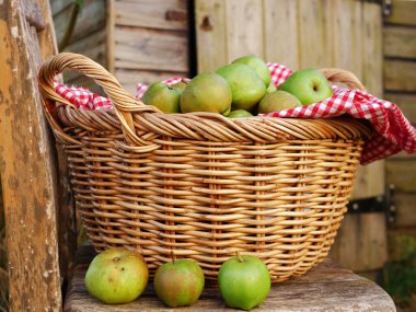 Kırsal bir sahnede bir sepet taze elma. Seçici odak noktası yakın çekim.