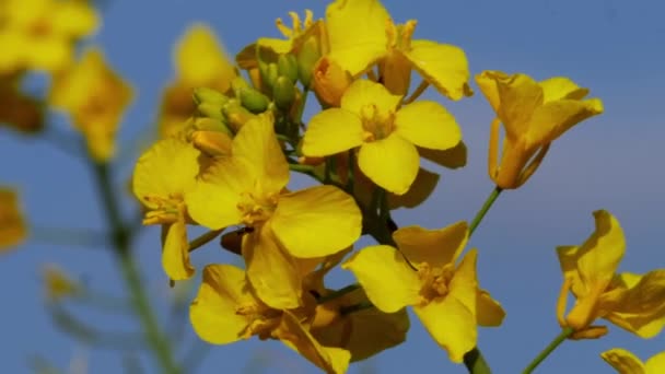 Rapsfröplanta Blommar Full Blom Närbild Slow Motion Zooma Skott Selektivt — Stockvideo