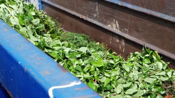 Çöplük Doldurmak Için Evden Toplanan Bahçe Atıkları Seçici Odak Noktasında — Stok video