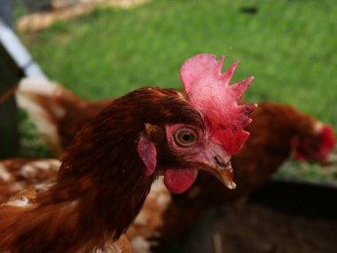 Tavuklar çiftlikte özgürce dolaşır ve etraftaki portreye bakar. Yakın çekim seçici odak noktası
