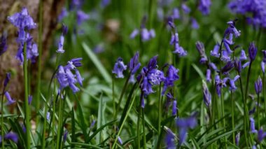 Ormanlık alanda yetişen BlueBell kır çiçekleri yavaş çekimde seçici odağı yakınlaştırır