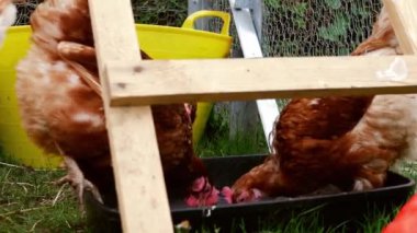 Kümesteki tavuklar çevreyi keşfeder. Yavaş çekim seçici odak noktasına yakınlaşır.