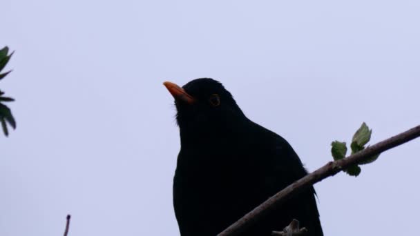 Blackbird Pássaro Britânico Babados Penas Galhos Árvores Câmera Lenta Médio — Vídeo de Stock