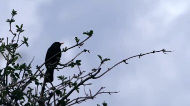 Karatavuk İngiliz kuşu ağaç dallarına tünemiş şarkı söylüyor yavaş çekim geniş çekim seçici odaklanma