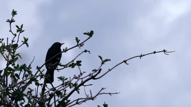 Blackbird Βρετανικό Πουλί Τραγουδά Σκαρφαλωμένο Κλαδιά Δέντρων Αργή Κίνηση Ευρύ — Αρχείο Βίντεο
