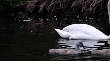 Genç cygnets ile Kuğular ailesi nehirde yüzer. Yavaş çekim seçici odak noktası.