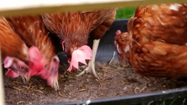 Hens Feeding Dried Meal Worm Food Farmyard Slow Motion Shot — Stok video