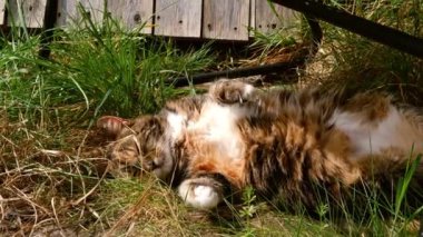 Yaşlı kedi bahçede rahatlar. Orta yavaş çekimde uzaklaşır. Seçici odak noktasından uzaklaşır.