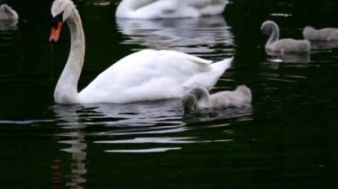 Genç cygnets ile Kuğular ailesi nehir üzerinde süzülür. 4k yavaş çekim seçici odak noktası