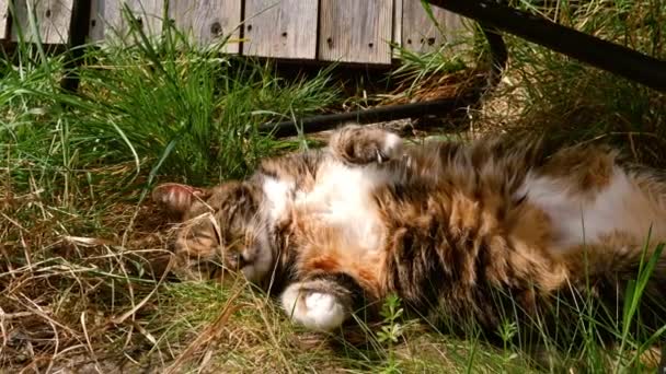 老年猫在花园放松中慢动作缩放镜头选择性聚焦 — 图库视频影像