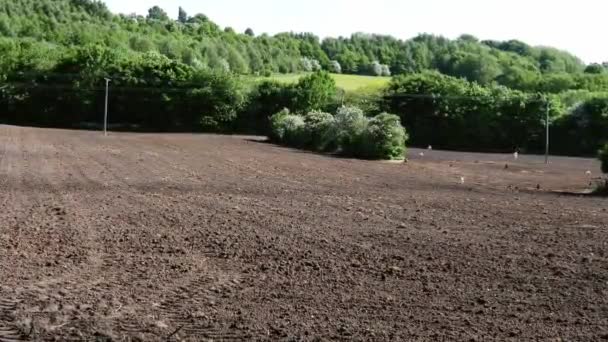 Birds Flock Ploughed Furrows Soil English Rural Farmland Wide Zoom — Stockvideo