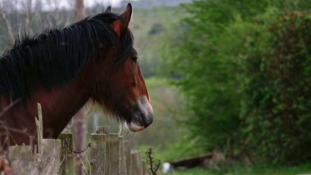 Brown Horse Looks Fence Countryside Medium Shot Zoom Slow Motion — Stockvideo