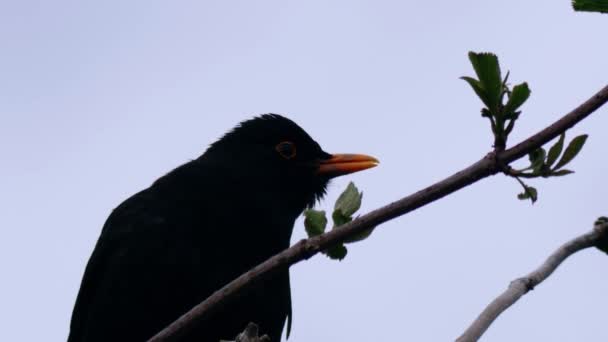 英国黑鸟歌唱 栖息在树枝上慢动作近距离拍摄选择性焦点 — 图库视频影像