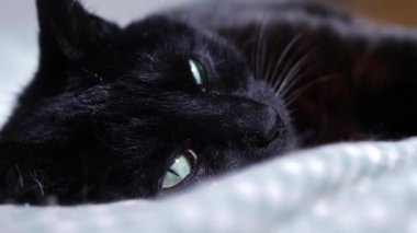 Siyah kedi rahat bir yatakta dinleniyor. Yakın çekim. 4k yavaş çekim seçici odaklanma.
