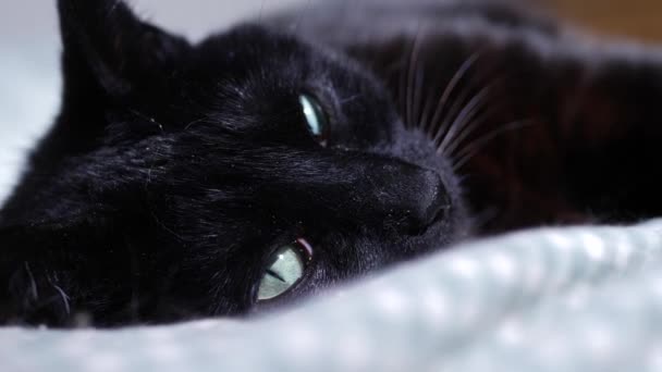 Черная Кошка Отдыхает Удобной Кровати Крупным Планом Замедленного Движения Селективного — стоковое видео