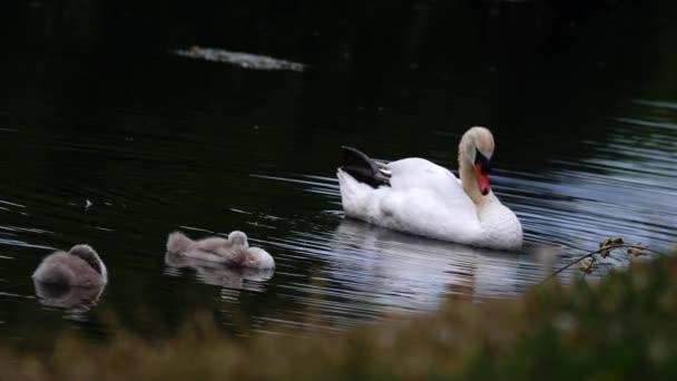 Family Swans Young Cygnets Float River Medium Shot Slow Motion — Stockvideo