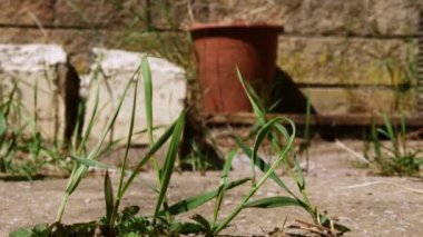 Bahçedeki otlar yavaş çekimde büyür seçici odağı yakınlaştırır