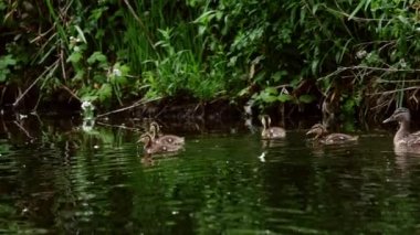 Ördekler göl boyunca yüzüyor. Yavaş çekim 4k seçici odaklanma.
