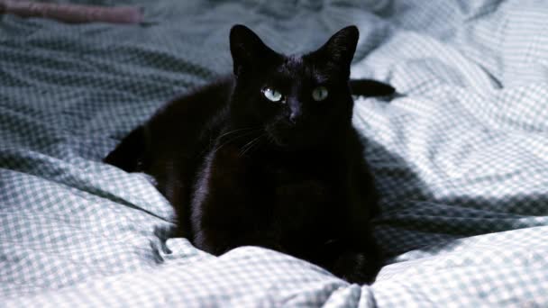Black Cat Yawns Relaxes Comfortable Bed Medium Shot Slow Motion — Stockvideo