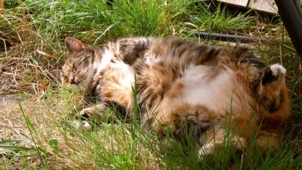 Elderly Cat Relaxes Garden Shade Hot Day Medium Slow Motion — 图库视频影像