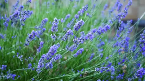 Lavender Purple Flowers Summer Breeze Medium Shot Slow Motion Selective — Stockvideo