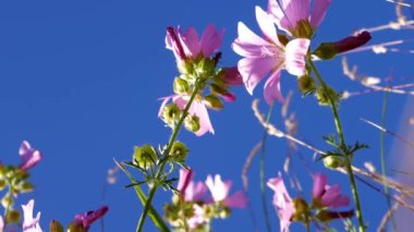 Yazın mavi gökyüzüne karşı güzel pembe çiçekler yavaş çekimde seçici odak noktası