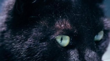 Yeşil gözlü kara kedi. Yakın çekim. Yavaş çekim seçici odaklanma.
