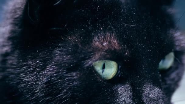 Черный Кот Зелеными Глазами Закрыть Выстрел Зум Замедленного Движения Селективного — стоковое видео