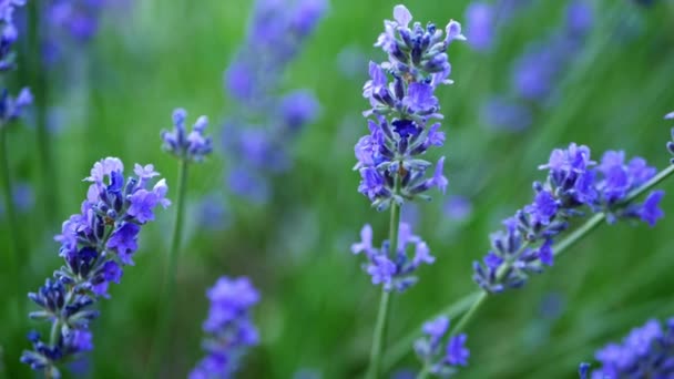 Lavender Purple Flowers Summer Breeze Close Shot Slow Motion Selective — Vídeo de Stock