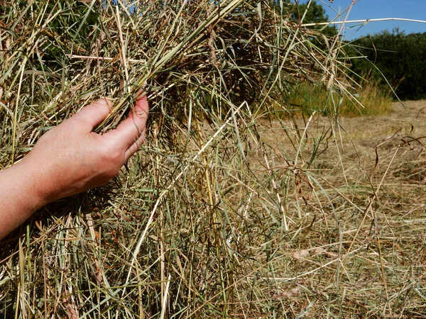 Farmer Lifting Hay Stack Hands Field Medium Shot Selective Focus — Fotografia de Stock