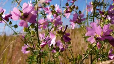Çayırdaki güzel pembe çiçekler mavi gökyüzüne karşı yaz dolly çekiminde yavaş çekim seçici odak