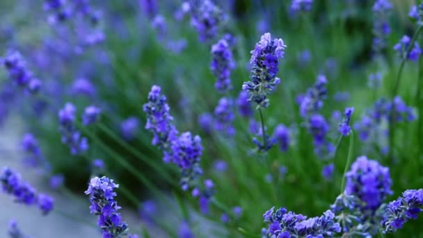 Lavender Purple Flowers Summer Breeze Medium Zoom Out Shot Slow — Vídeo de Stock