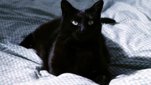 Black Cat Yawns Relaxes Comfortable Bed Medium Shot Zoom Slow — 图库视频影像