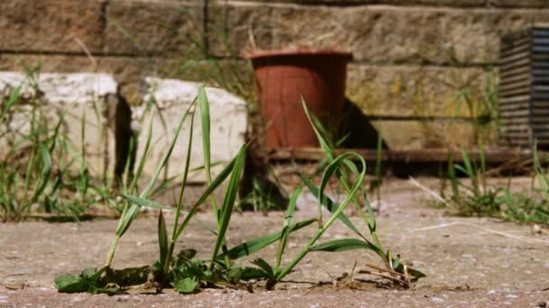 Weeds Grow Path Garden Slow Motion Selective Focus — 图库视频影像