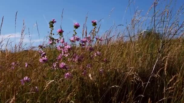 Pretty Pink Flowers Meadow Blue Sky Summer Medium Dolly Shot — Vídeo de Stock