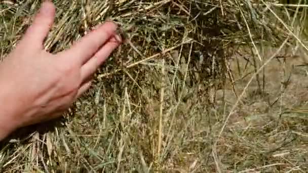 Farmer Lifting Hay Stack Hands Field Medium Slow Motion Zoom — 비디오