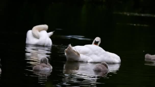 Family Swans Young Cygnets Float River Medium Zoom Shot Slow — стоковое видео