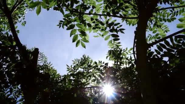 Lush Tree Full Bloom Sun Rays Wide Shot Slow Motion — Vídeos de Stock