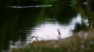 Canal waterway in England on summer day medium 4k shot selective focus