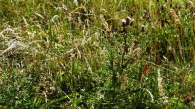 İngiliz kırsalında devedikeni büyüyor. Geniş çayırda. Yavaş çekim seçici odak noktası.