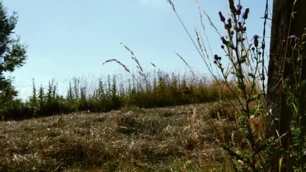 Thistle Growing Wild English Countryside Meadow Wide Dolly Shot Slow — Vídeo de Stock