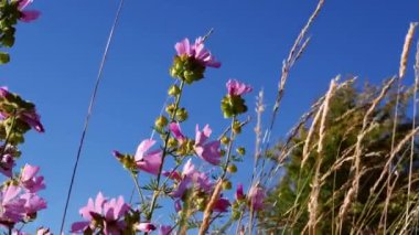 Yaz mevsiminde mavi gökyüzüne karşı uzanan güzel pembe çiçekler yavaş çekim seçici bir odak noktası.