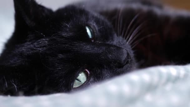Black Cat Resting Comfortable Bed Close Shot Zoom Slow Motion — стоковое видео