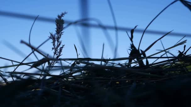 Akşam Karanlığında Çimenler Esiyor Yakın Çekim Seçici Odak Noktası — Stok video