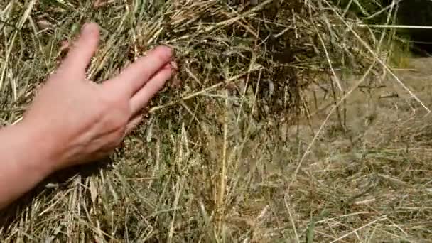 Farmer Lifting Hay Stack Hands Field Medium Slow Motion Shot — Vídeo de Stock