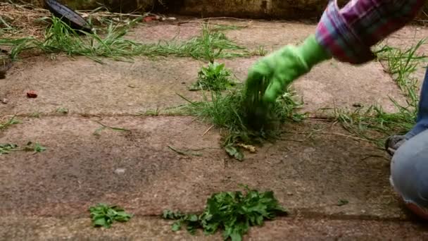 妇女在花园慢动作中清除小径上的蒲公英杂草 扩大了对焦点的选择 — 图库视频影像