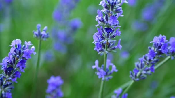 Lavender Purple Flowers Summer Breeze Close Shot Slow Motion Selective — Vídeo de Stock