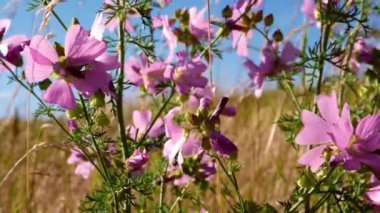 Pretty pink flowers in a meadow against blue sky in summer medium shot slow motion selective focus